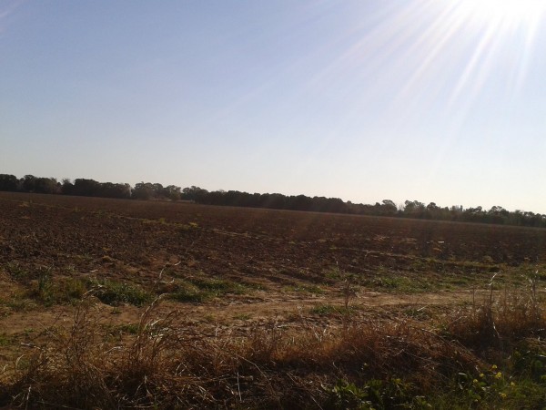 12 HECTAREAS ALTURA FINCAS DEL - SUR POR CAMINO 60 CUADRAS KM 7.